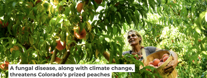 Colorado’s peach industry is threatened by a fungal disease. Helen H. Richardson/The Denver Post via Getty Images